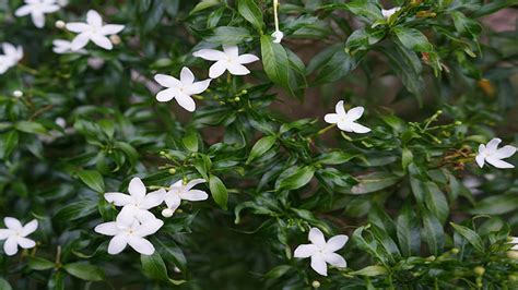 內在意思 槴子花種植